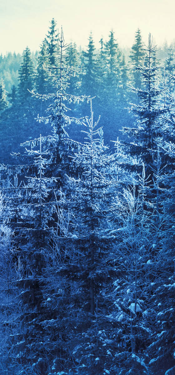 Immagine di un fitto bosco con tutti i pini ricoperti di neve